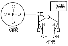 核苷酸