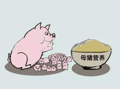 母猪营养