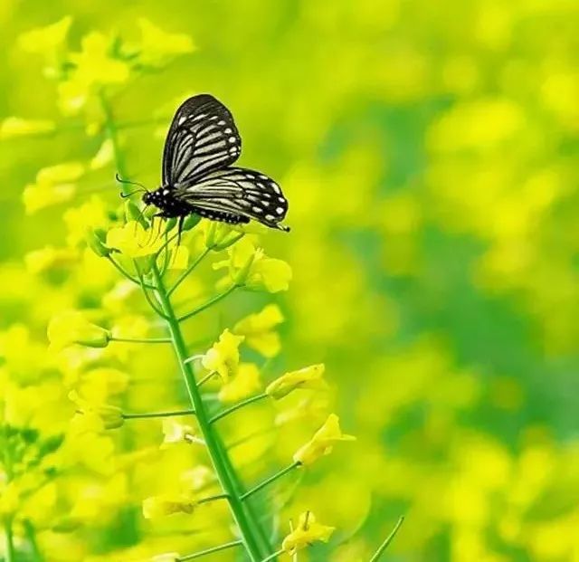 油菜花