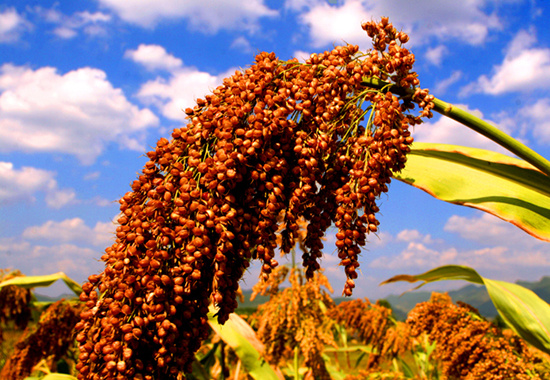 Sorghum