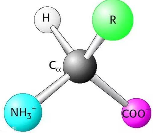 amino acid